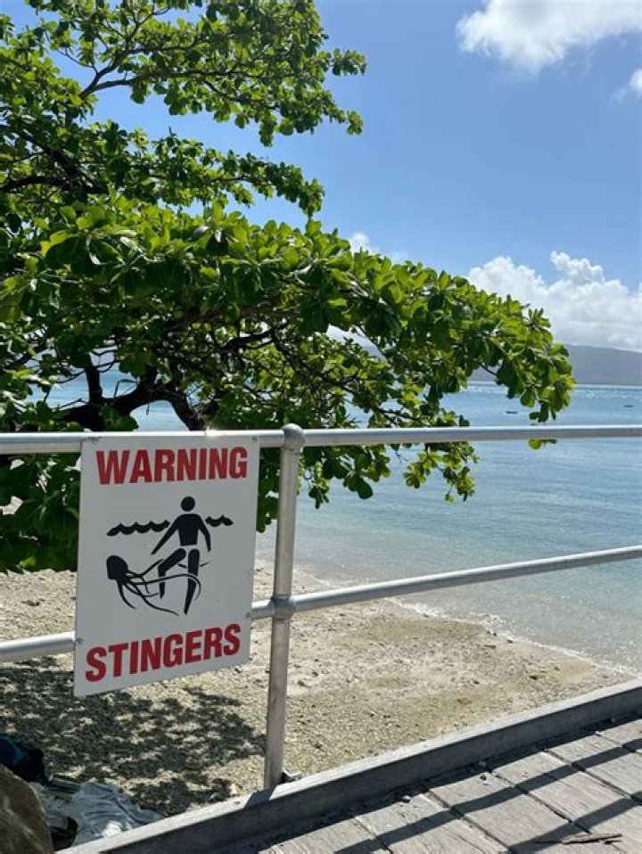 Does fitzroy island have stingers?