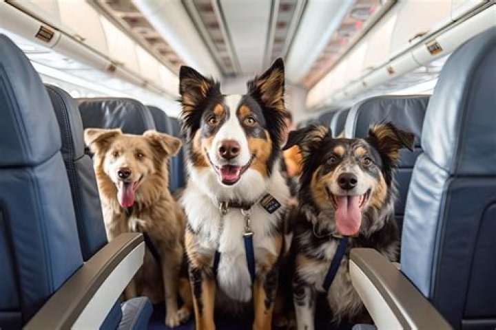 Does flying traumatize dogs?