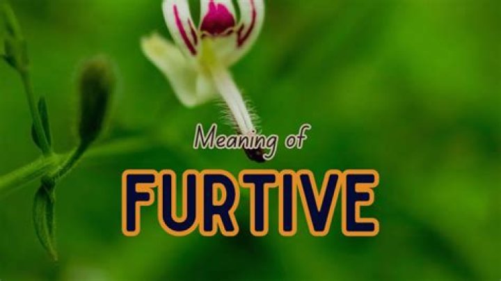 Does furtive mean sly?