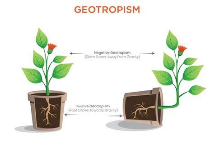 Does geotropism occur in plants?