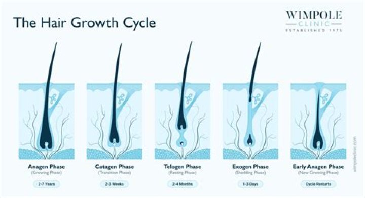 Does hair grow linearly?