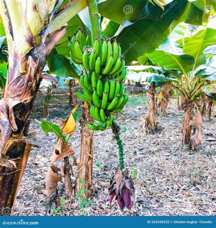 Does hanging bananas slow the ripening?