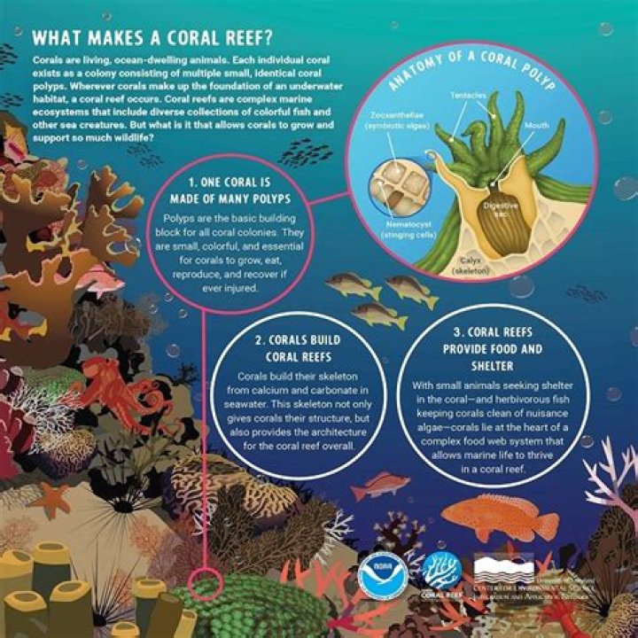 Does hawaii have coral reefs?