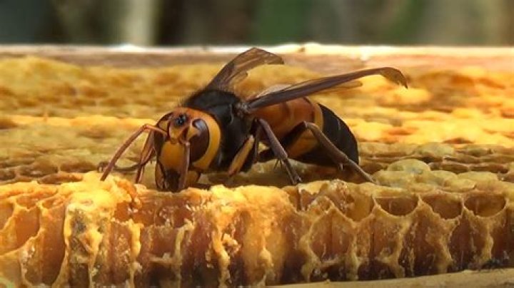 Does hornets produce honey?