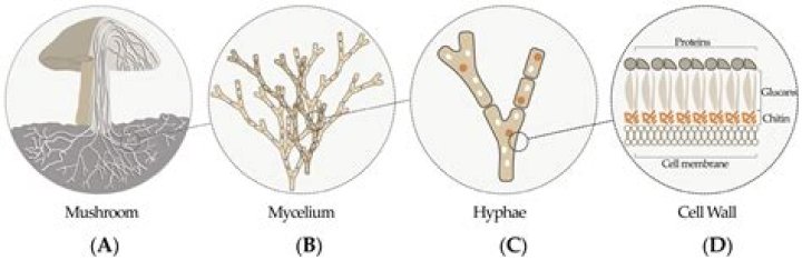 Does hyphae have mold?