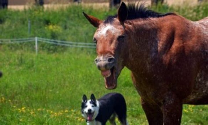 Does it mean when a horse neighs?