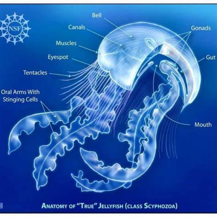 Does jellyfish have bones?