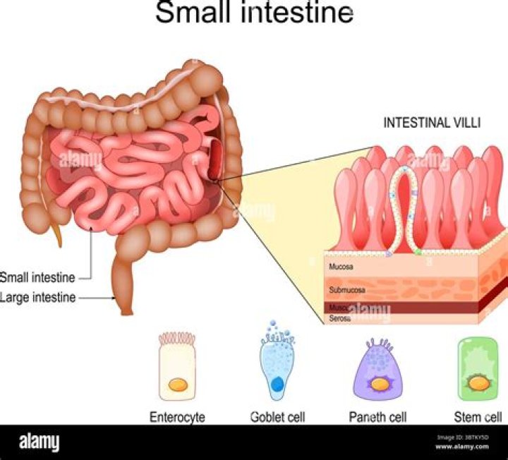 Does large intestine have villi?