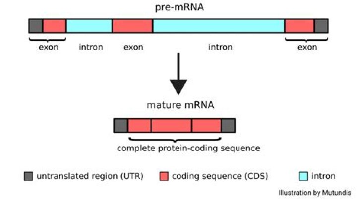 Does mature mrna have introns?