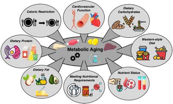Does metabolism affect drunkenness?