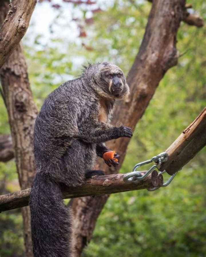 Does monkeys have prehensile tails?