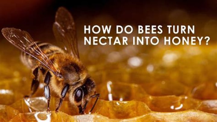 Does nectaries make nectar?