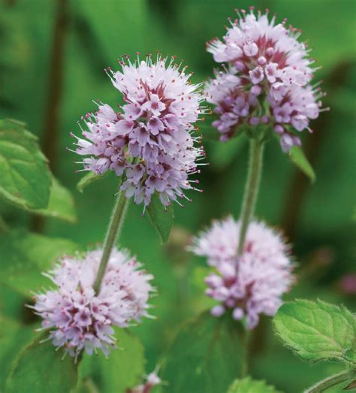 Does orange mint flower?