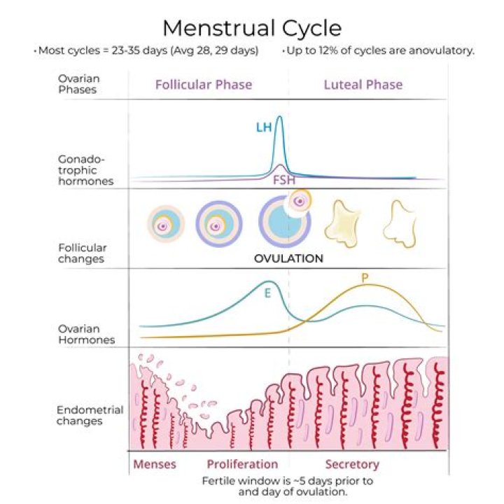 Does ovary size change during cycle?