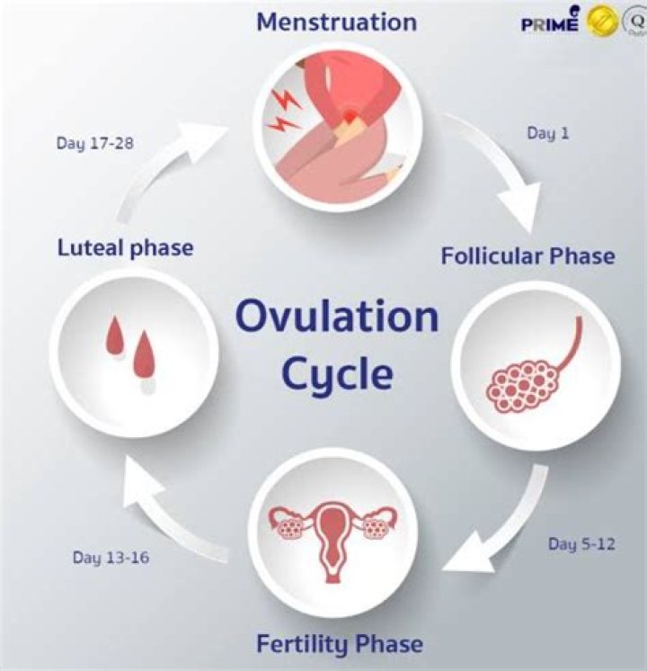 Does ovulation starts immediately after period?