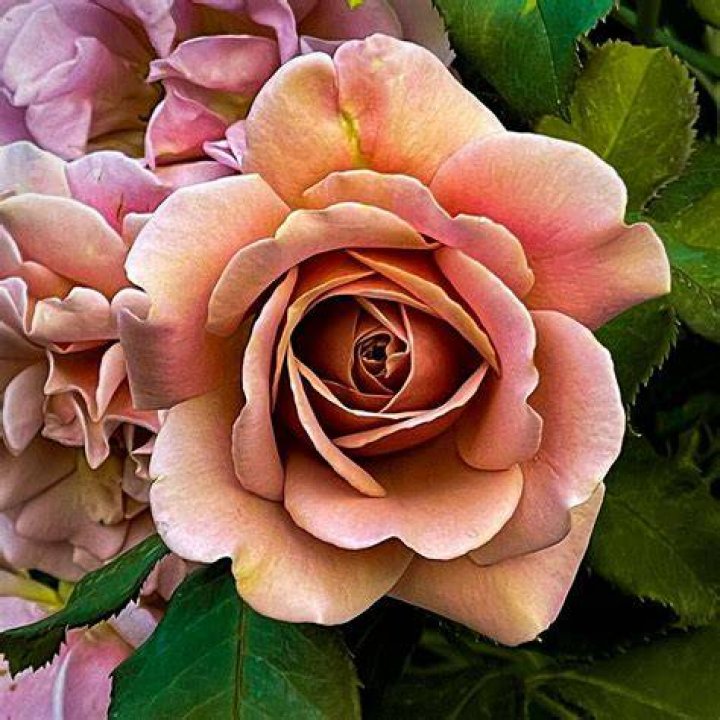 Does pearl like rose?