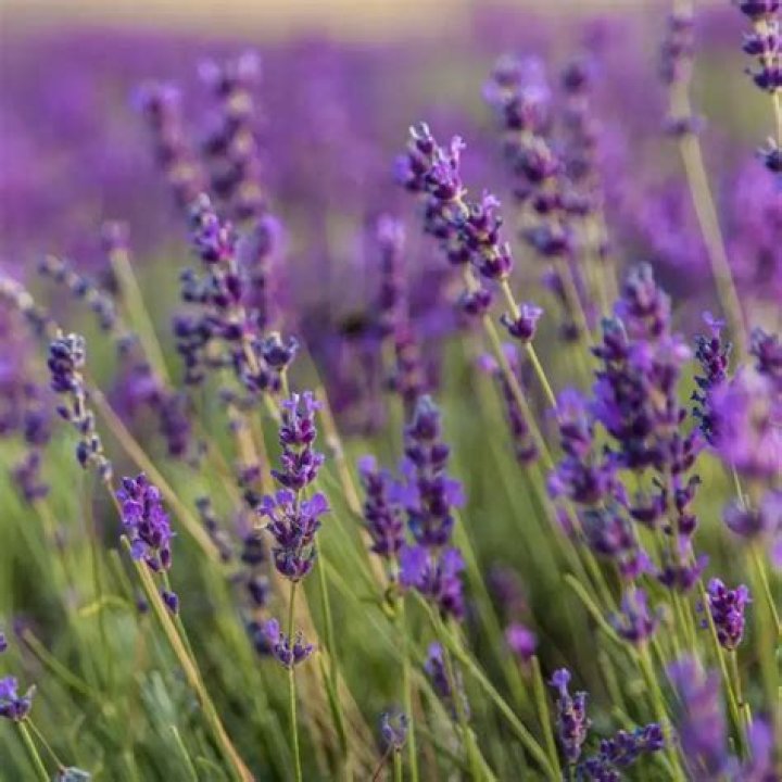 Does phenomenal lavender bloom?