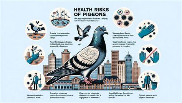 Does pigeons carry diseases?