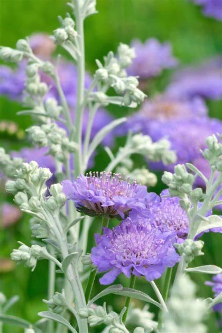 Does pincushion flower need full sun?
