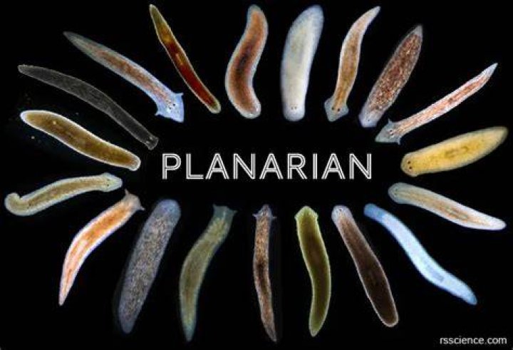 Does planarian have nerves?