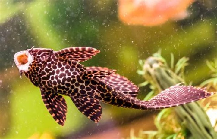 Does platies eat algae?