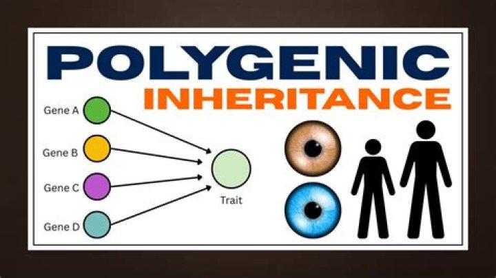 Does polygenic inheritance mean?