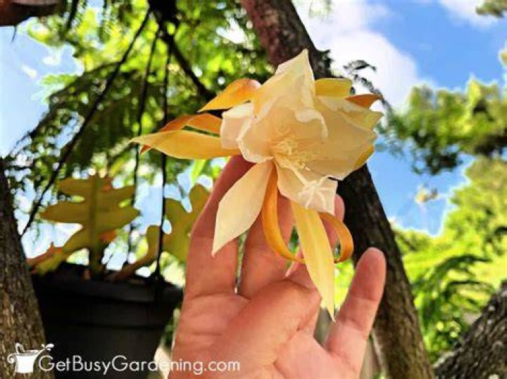 Does ric rac cactus bloom?