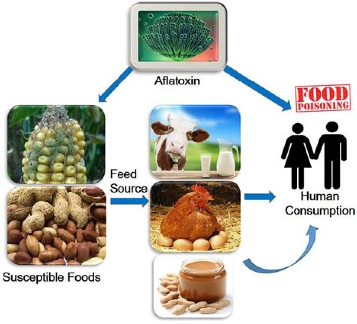 Does rice have aflatoxin?