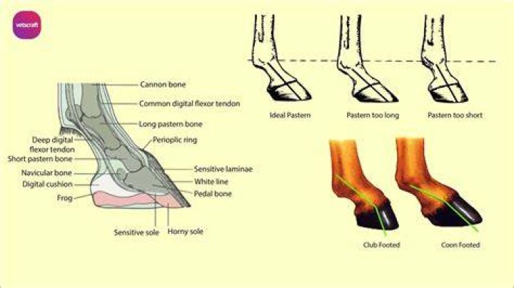 Does ringbone cause lameness?