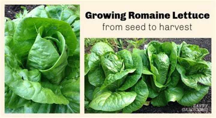 Does romaine lettuce come back every year?