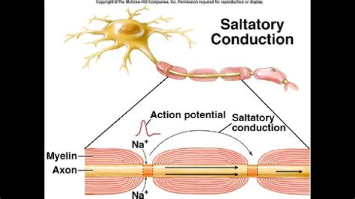 Does saltatory conduction occur in the cns?