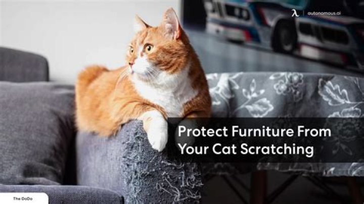 Does scolding your cat work?