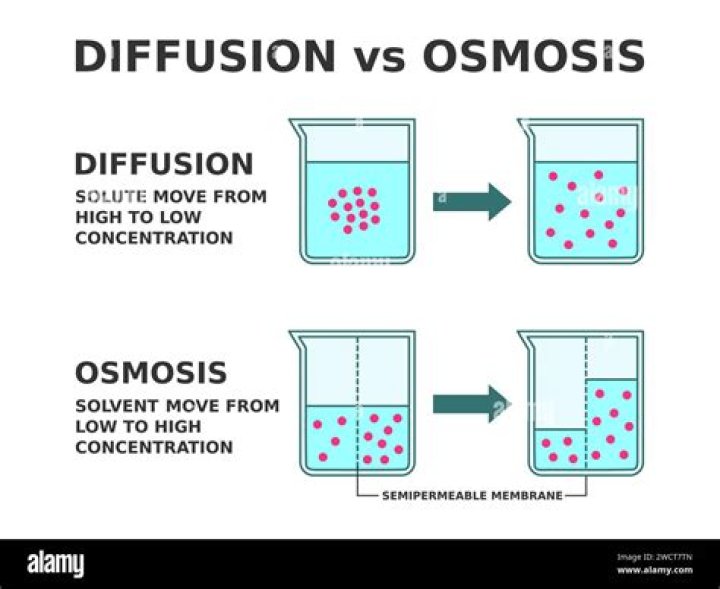 Does solute move from high to low concentration?