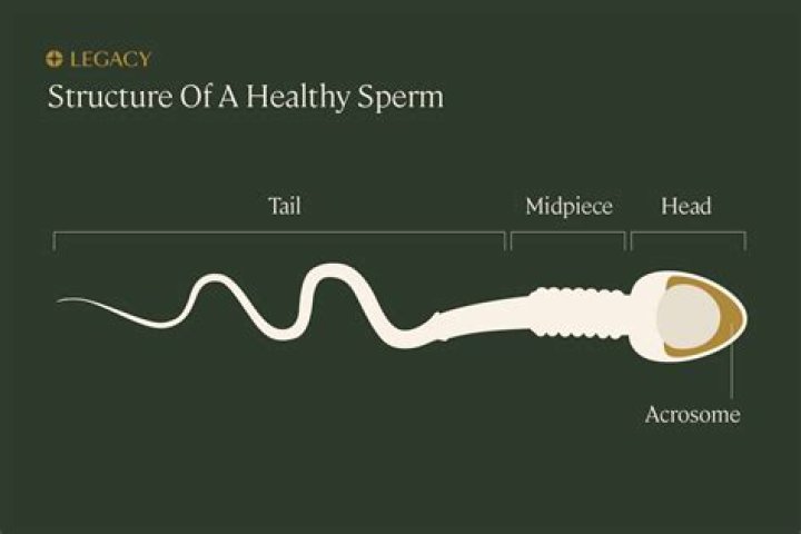 Does sperm have protein?