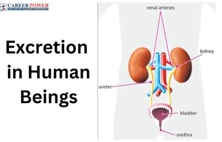 Does spleen excrete waste?