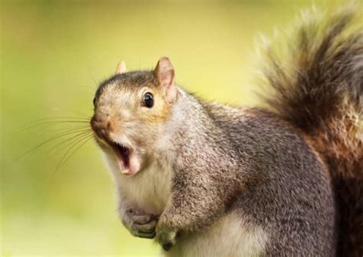 Does squirrel taste good?
