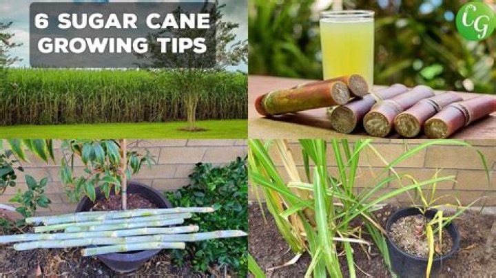 Does sugarcane grow underground?