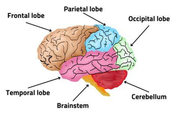 Does the brain have ganglions?