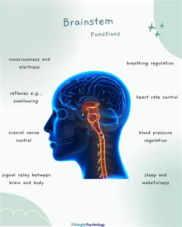Does the brain stem do?