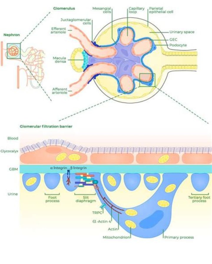 Does the glomerulus filter protein?