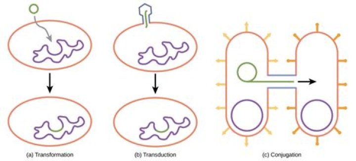 Does transduction add plasmid dna?