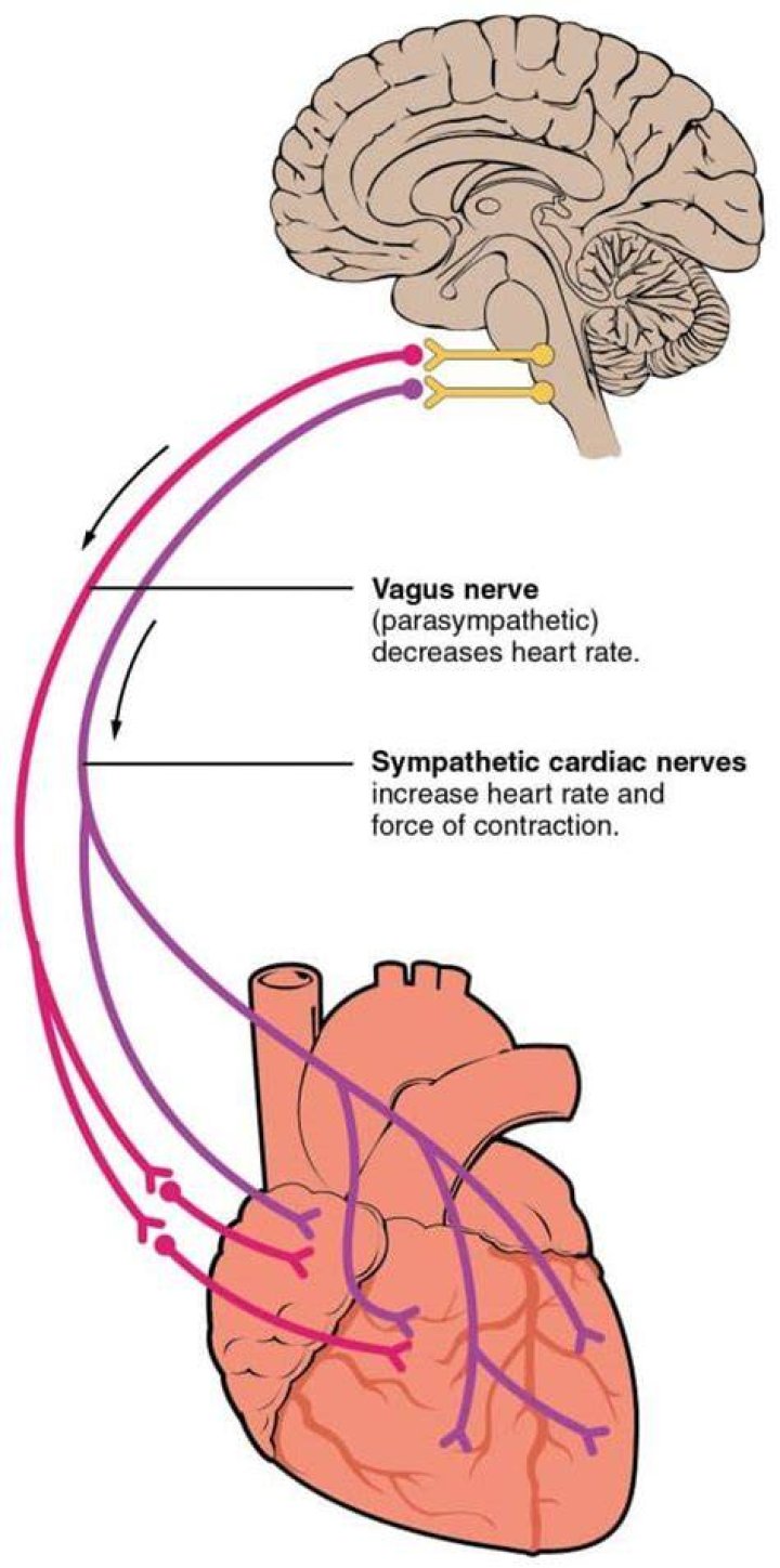 Does vagus nerve increase heart rate?