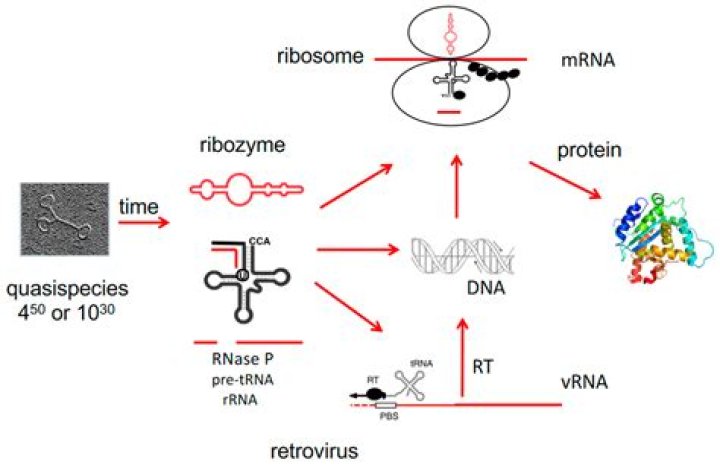 Does viroids have dna?