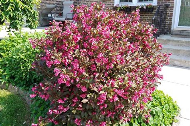 Does weigela need full sun?