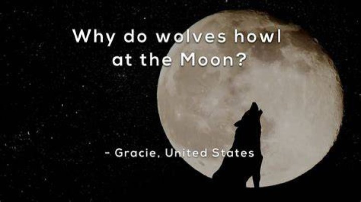 Does wolves howl at the moon?