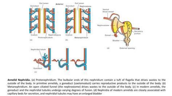 Does worms have nephridia?