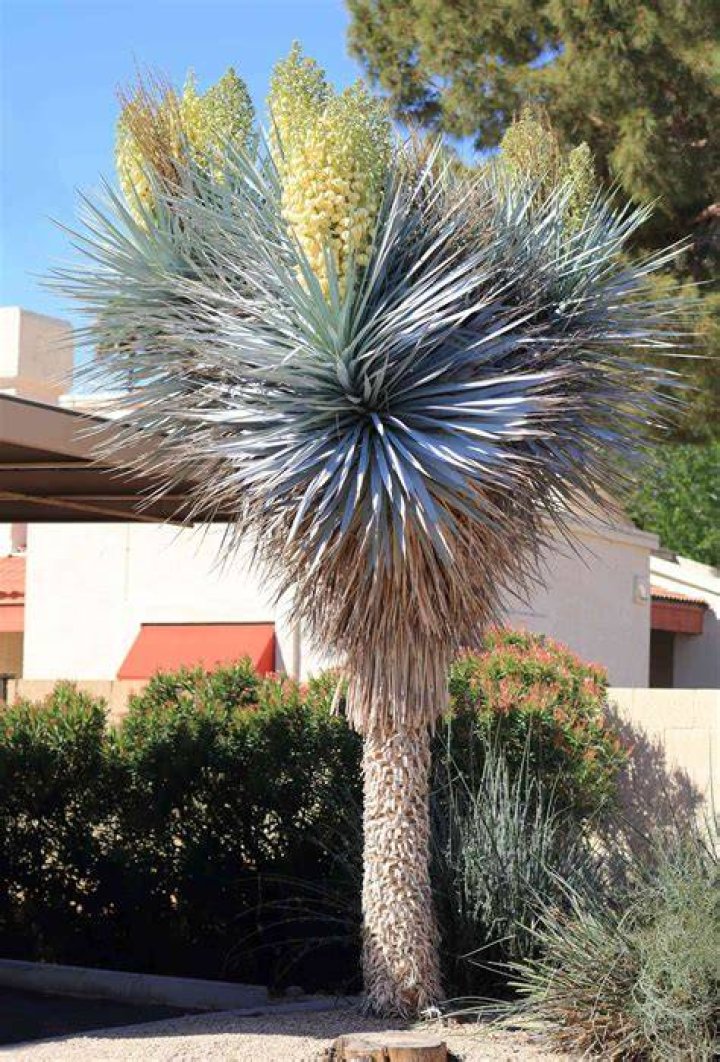 Does yucca have cyanide?