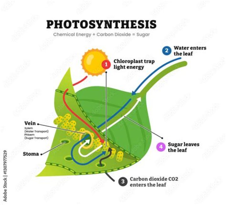 During daytime transpiration and photosynthesis are interlinked?