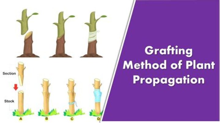 During grafting the portion of plant that is grafted is called?