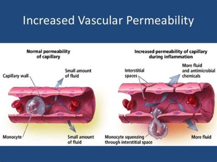 During inflammation the permeability of capillaries decreases?